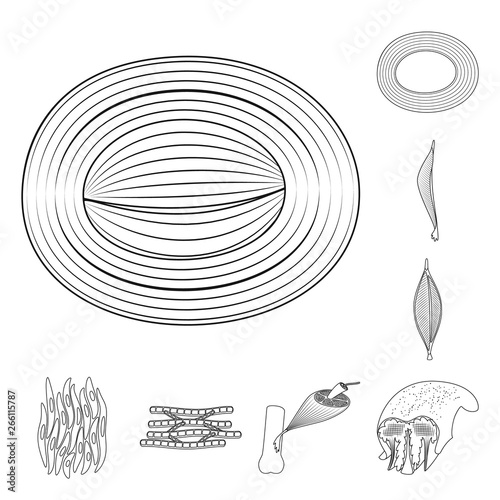 Vector illustration of fiber and muscular logo. Set of fiber and body vector icon for stock.