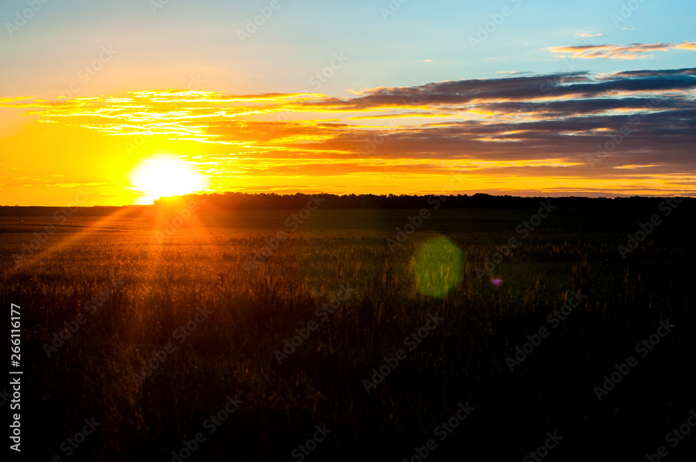 A beautiful sunset, a warm summer evening in a field of green, not ripe wheat and the sun goes down over the horizon A beautiful sunset, a warm summer evening in a field of green, not ripe wheat and the sun goes down over the horizon