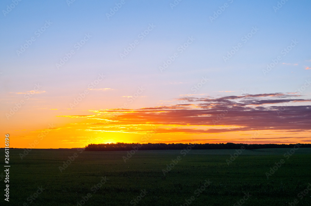 A beautiful sunset, a warm summer evening in a field of green, not ripe wheat and the sun goes down over the horizon