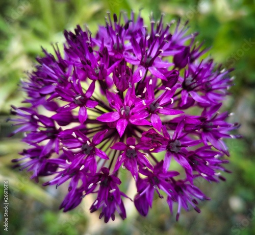 purple flower