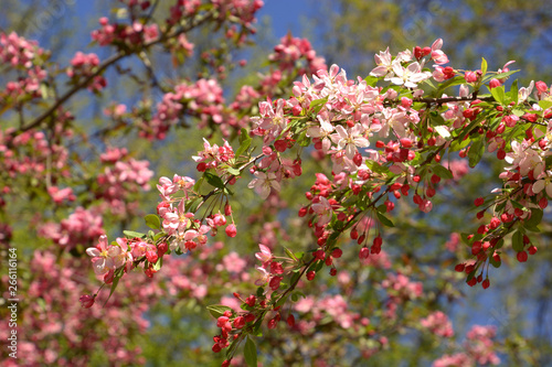 showy crabapple flowers in front of azure sky as spring theme background  malus floribunda or japenese crab or purple chokeberry in spring