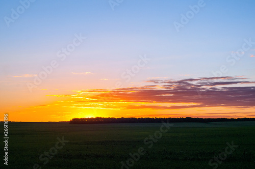 A beautiful sunset  a warm summer evening in a field of green  not ripe wheat and the sun goes down over the horizon