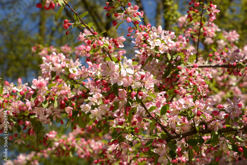 japanese flowering crabapple branches in bloom, malus floribunda or japenese crab or purple chokeberry in spring photo