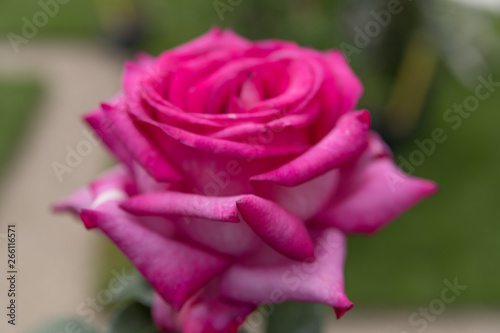 F  te des roses jardins de la villa Ephrussi de Rothschild