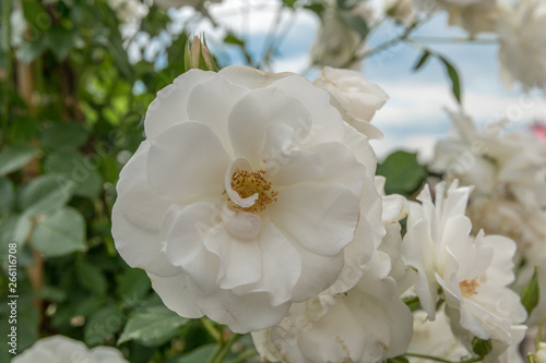 Fototapeta Naklejka Na Ścianę i Meble -  Fête des roses jardins de la villa Ephrussi de Rothschild
