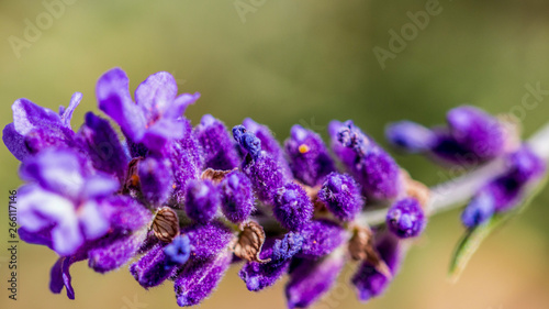 Lavendel Makro Fr  hling