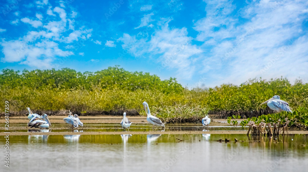 The group of Pink-backed Pelicans or Pelecanus rufescens is resting on the surface in the sea lagoon in Africa, Senegal. It is a wildlife photo of bird in wild nature