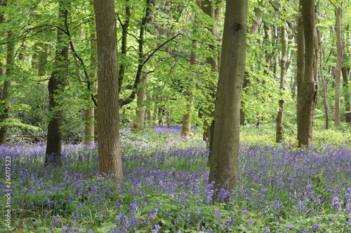 Fototapeta Naklejka Na Ścianę i Meble -  blue bell woods carpet of lovely purple flowers 