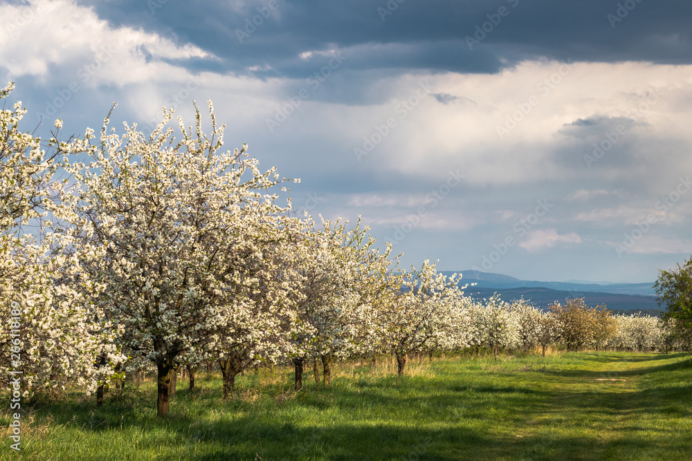 Blooming cherry orchard and dramatic sky Blooming cherry orchard and dramatic sky