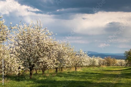 Blooming cherry orchard and dramatic sky