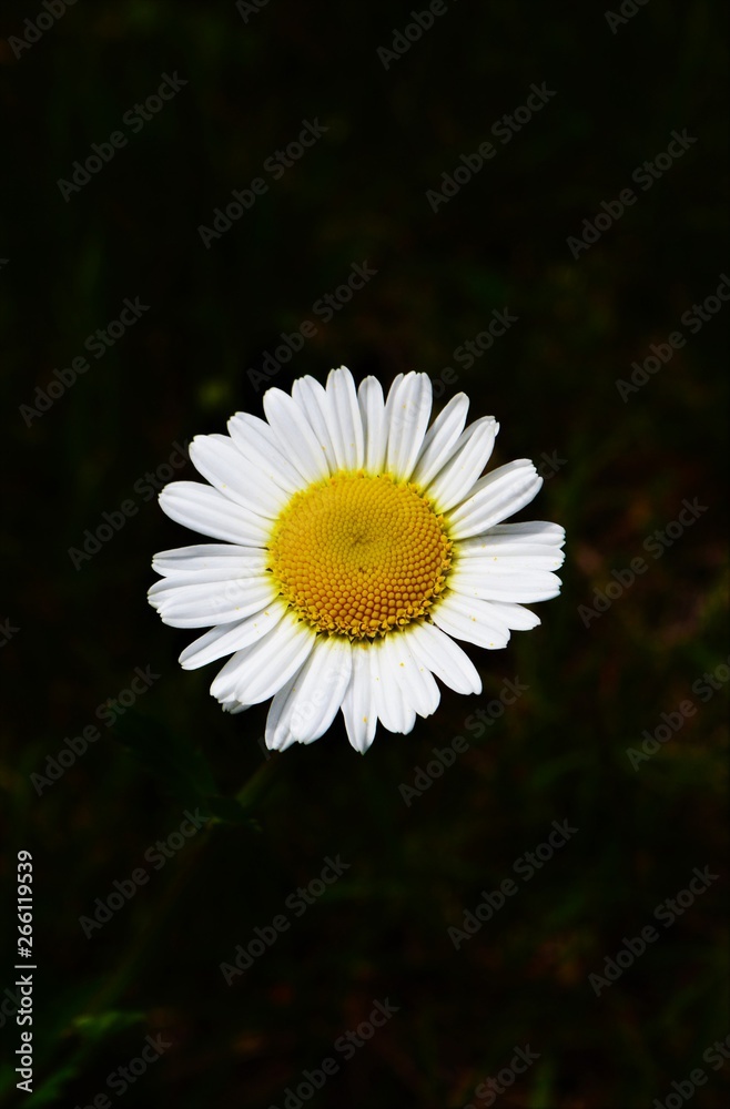 Obraz premium Blume