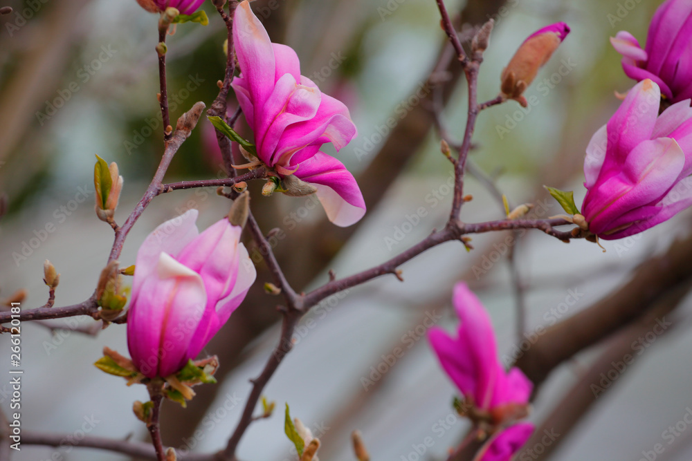 Pink magnolia tree flower park nobody Pink magnolia tree flower park nobody