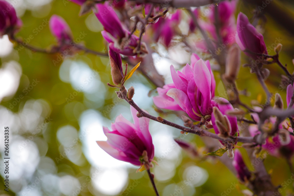 Pink magnolia tree flower park nobody 