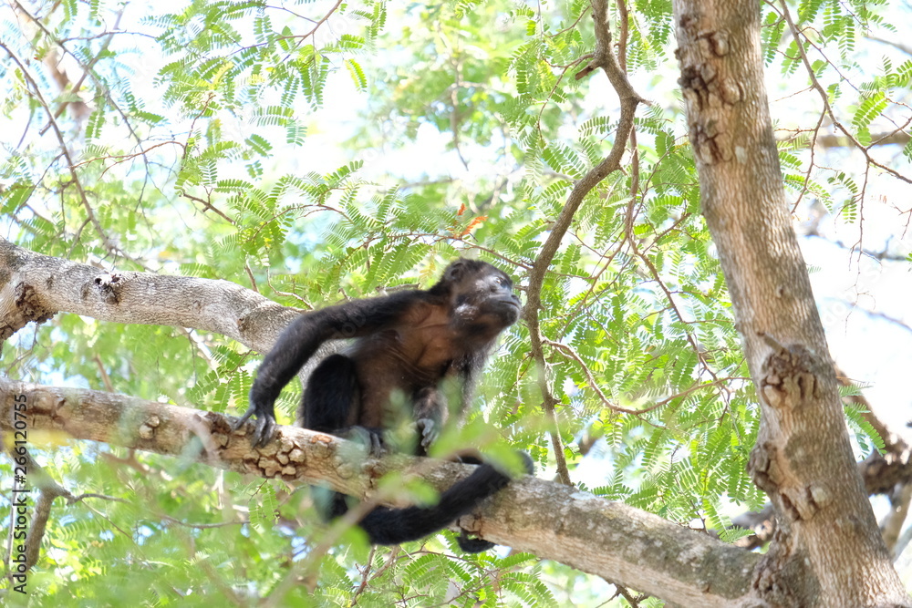 Naklejka premium Howler monkeys in the tree