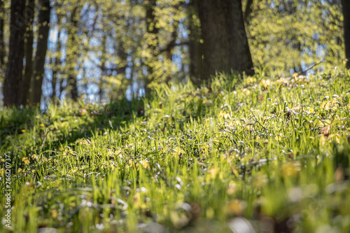 Sunny day in spring forest with green grass