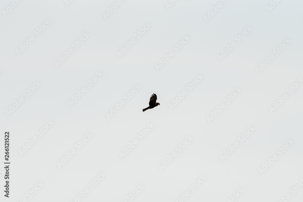 Flying bird of prey, black kite silhouette