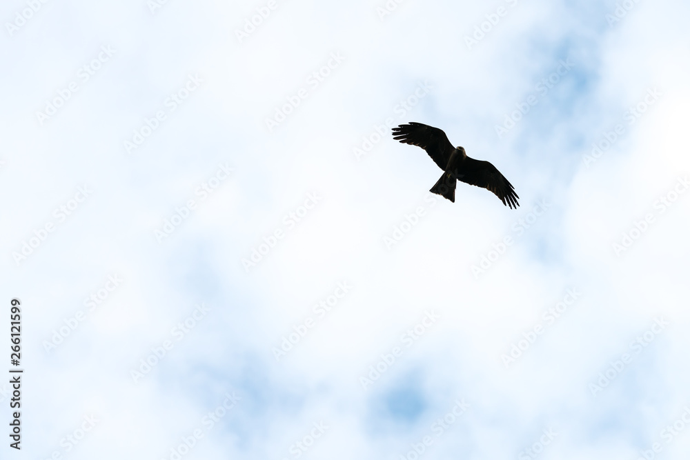 Flying bird of prey, black kite silhouette Flying bird of prey, black kite silhouette