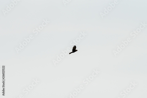 Flying bird of prey, black kite silhouette