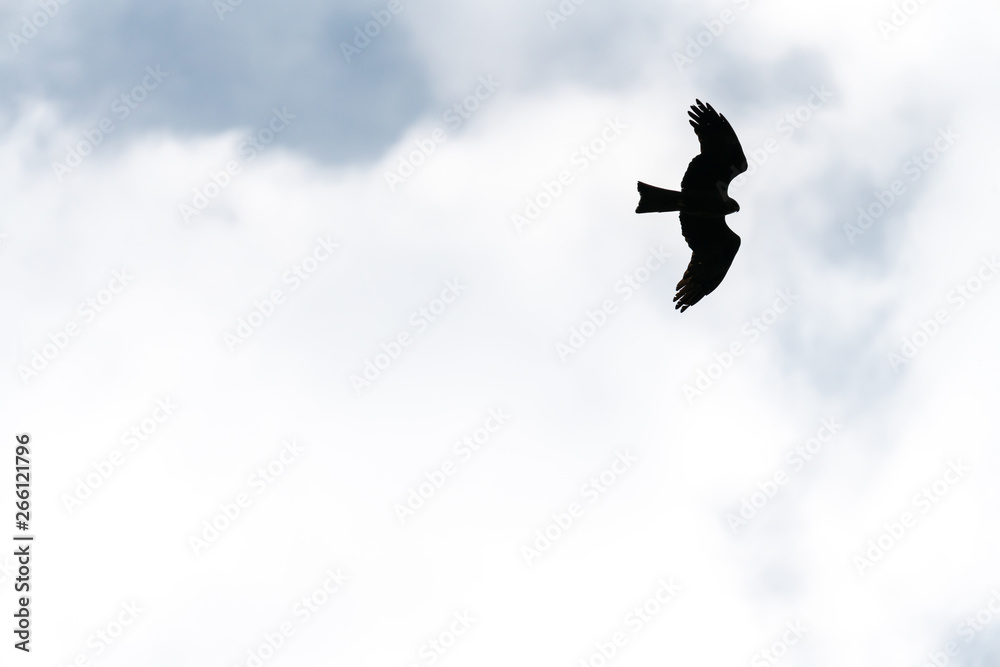 Flying bird of prey, black kite silhouette Flying bird of prey, black kite silhouette