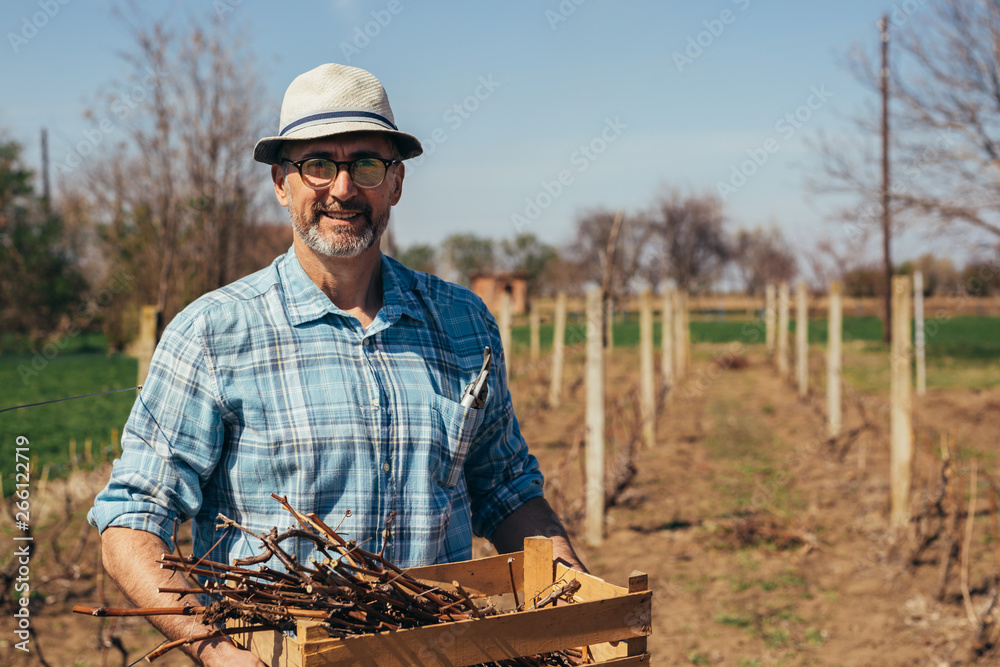 worker holding crate full of branches in vineyard