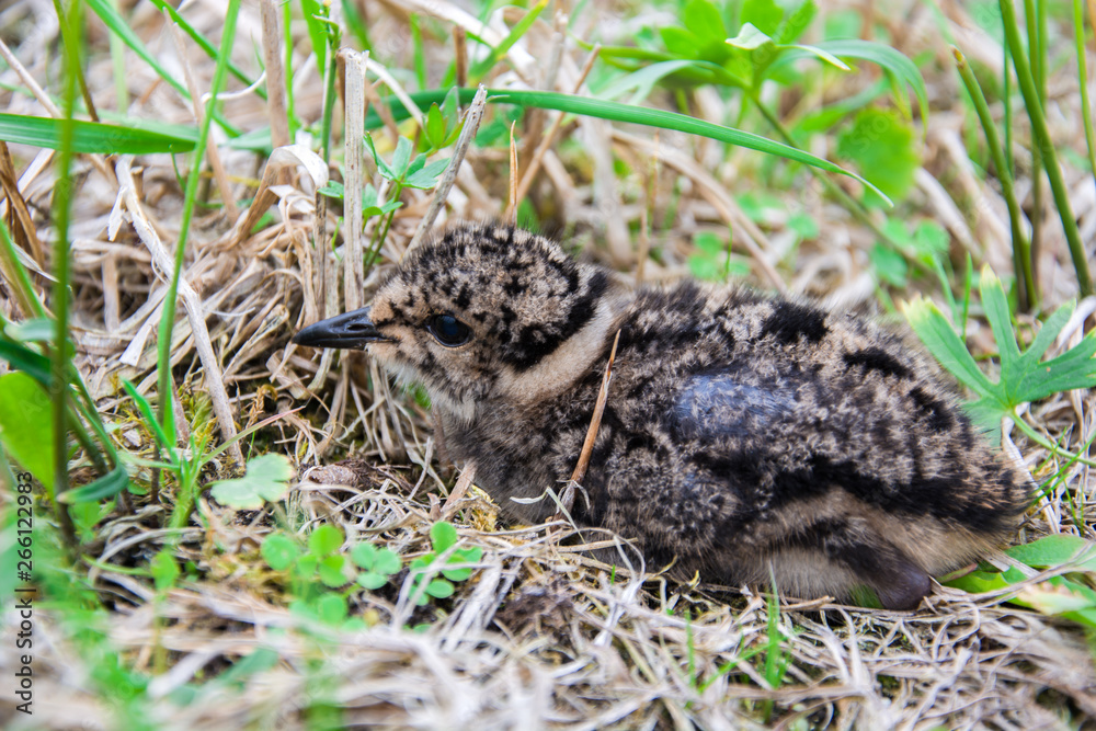 Lapwing chick sitting in the grass Lapwing chick sitting in the grass