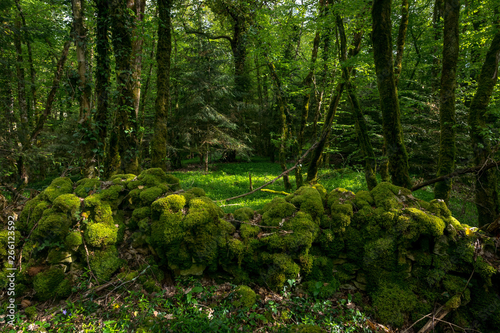 Naklejka premium un muret couvert de mousse dans un sous bois