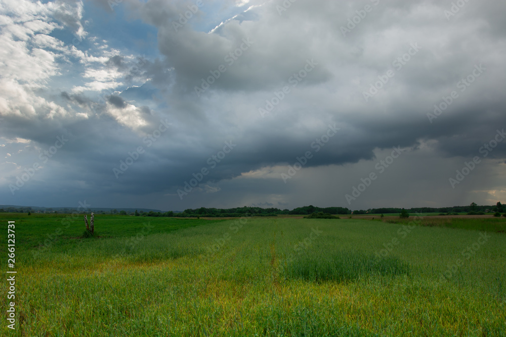 Green ripening field, horizon and rainy sky Green ripening field, horizon and rainy sky