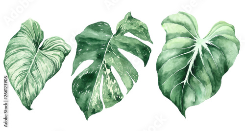 Set of tropical leaves. Jungle, botanical watercolor illustrations, floral elements, palm leaves, fern and others. Hand drawn watercolor set of Anthurium green leaves and home plant, isolated