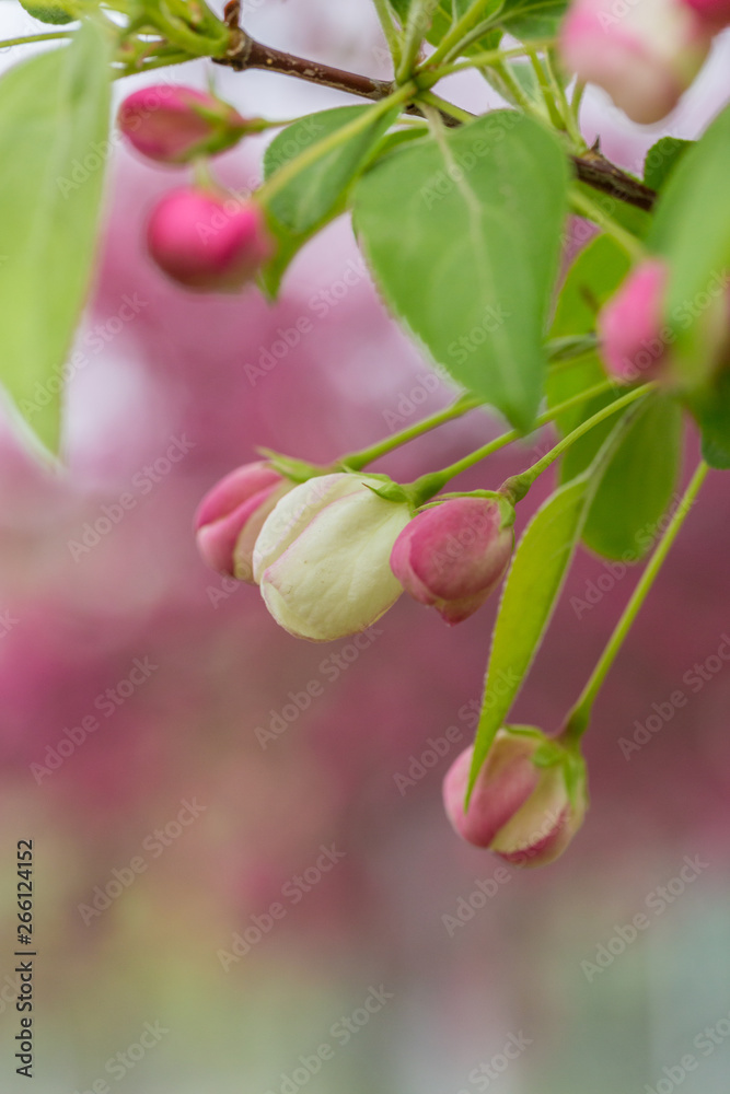 Begonia flowers and flower buds open in spring, outdoors,Malus spectabilis Begonia flowers and flower buds open in spring, outdoors,Malus spectabilis