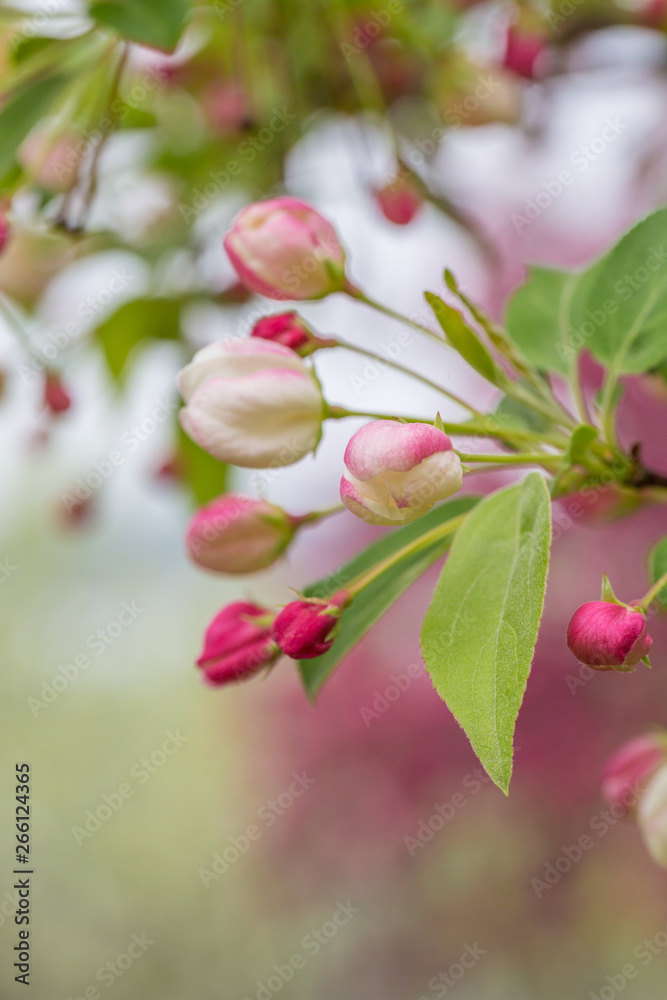 Begonia flowers and flower buds open in spring, outdoors,Malus spectabilis Begonia flowers and flower buds open in spring, outdoors,Malus spectabilis