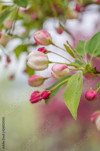 Begonia flowers and flower buds open in spring  outdoors   Malus spectabilis