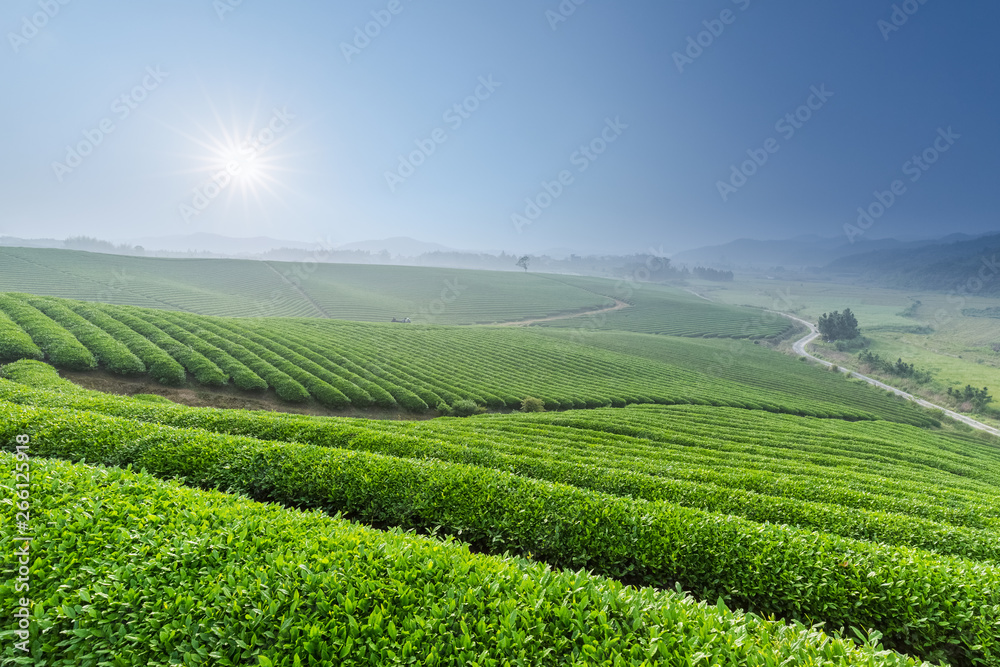 beautiful tea plantation in morning