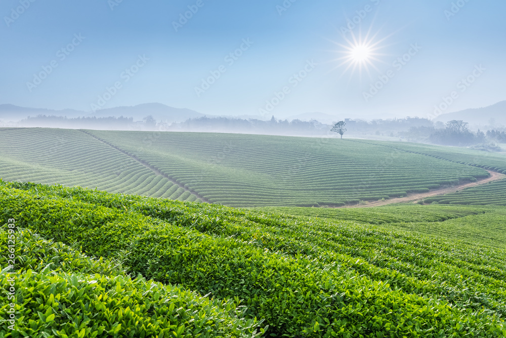 verdant tea plantation in spring morning