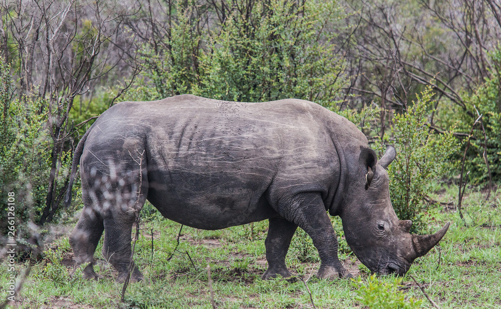 Fototapeta premium Kruger Park 14