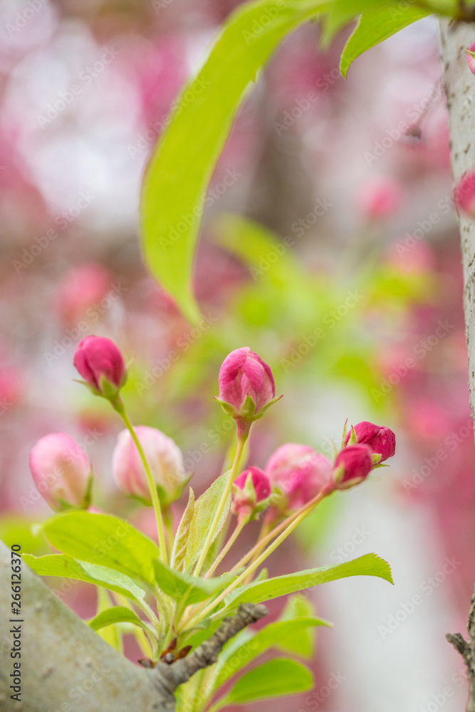 Begonia flowers and flower buds open in spring, outdoors,Malus spectabilis Begonia flowers and flower buds open in spring, outdoors,Malus spectabilis