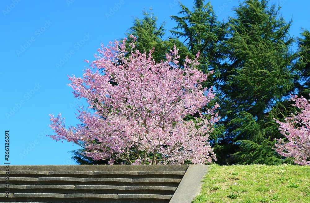 風景　桜　春　石段　緑　思川　河川敷　杤木