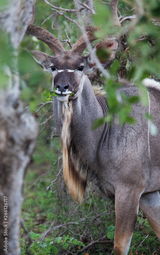 Obraz premium Kruger Park 1