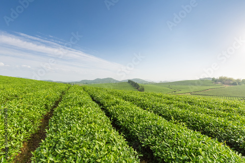 beautiful tea plantation in sunny morning