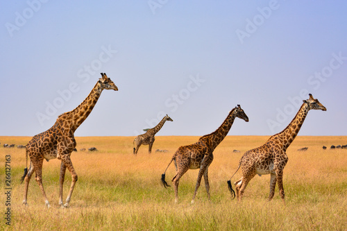 Giraffe family silhouette with a savannah background in Kenya.