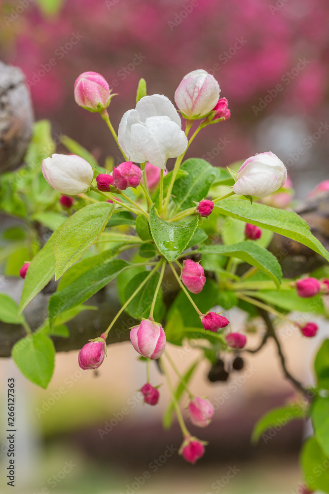 Fototapeta premium Begonia flowers and flower buds open in spring, outdoors，Malus spectabilis