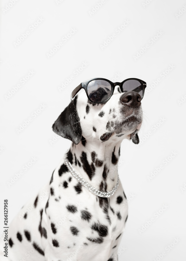 what do black glasses do for dogs