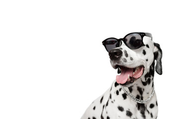 Dalmatian dog portrait with tongue out isolated on white background. Cool dog in black glasses. Dog looks left. Copy space