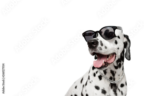 Dalmatian dog portrait with tongue out isolated on white background. Cool dog in black glasses. Dog looks left. Copy space