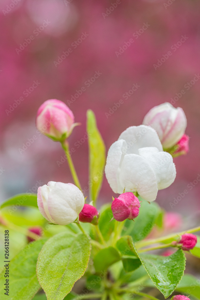 Begonia flowers and flower buds open in spring, outdoors,Malus spectabilis Begonia flowers and flower buds open in spring, outdoors,Malus spectabilis