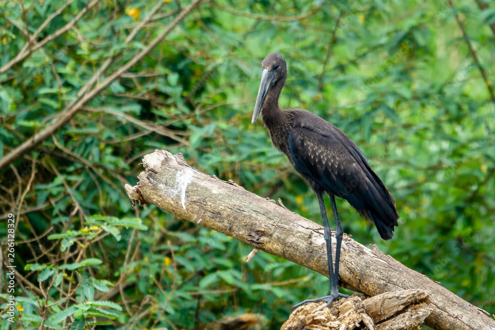 a long beaked crane a long beaked crane