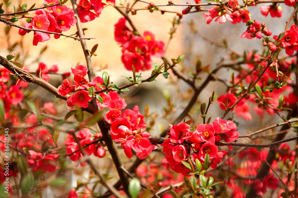 Japanese quince shrub with red flowers in spring. Japanese quince shrub with red flowers in spring.