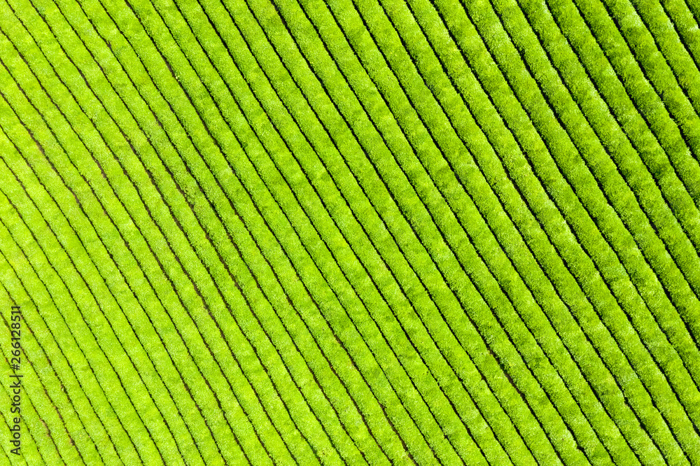 Fototapeta premium aerial view of tea plantation