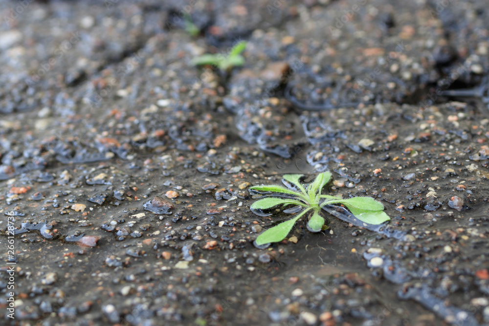 The grass sprout breaks through the crack in the asphalt after the rain The grass sprout breaks through the crack in the asphalt after the rain