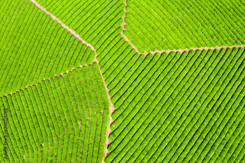 aerial view of spring tea plantation