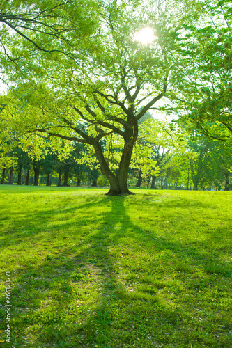 morning park